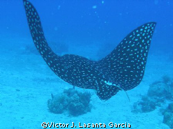 eagle ray flying fast in no name ledge dive site at pargu... by Victor J. Lasanta Garcia 